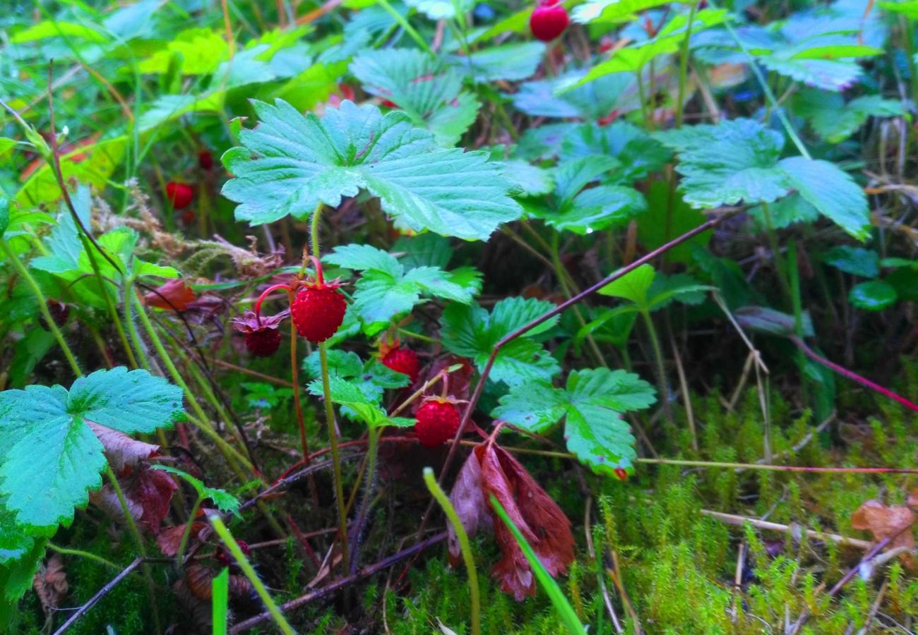 Villa in Lomnice nad Popelkou - Lomnice nad Popelkou LLB005