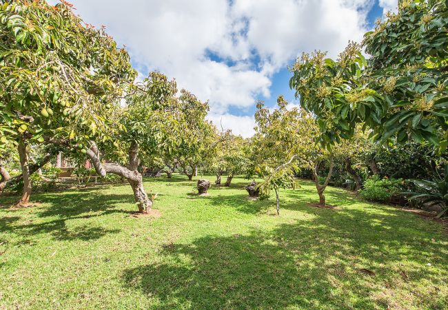 Cottage in Tacoronte - HomeForGuest Rural House El Laurel with terrace and large gardens Cottage in Tacoronte - HomeForGuest Rural House El Laurel with terrace and large gardens