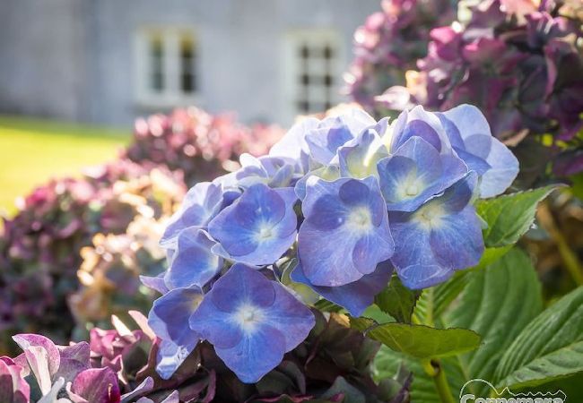 House in Clifden - Kill House an elegant historic property  House in Clifden - Kill House an elegant historic property