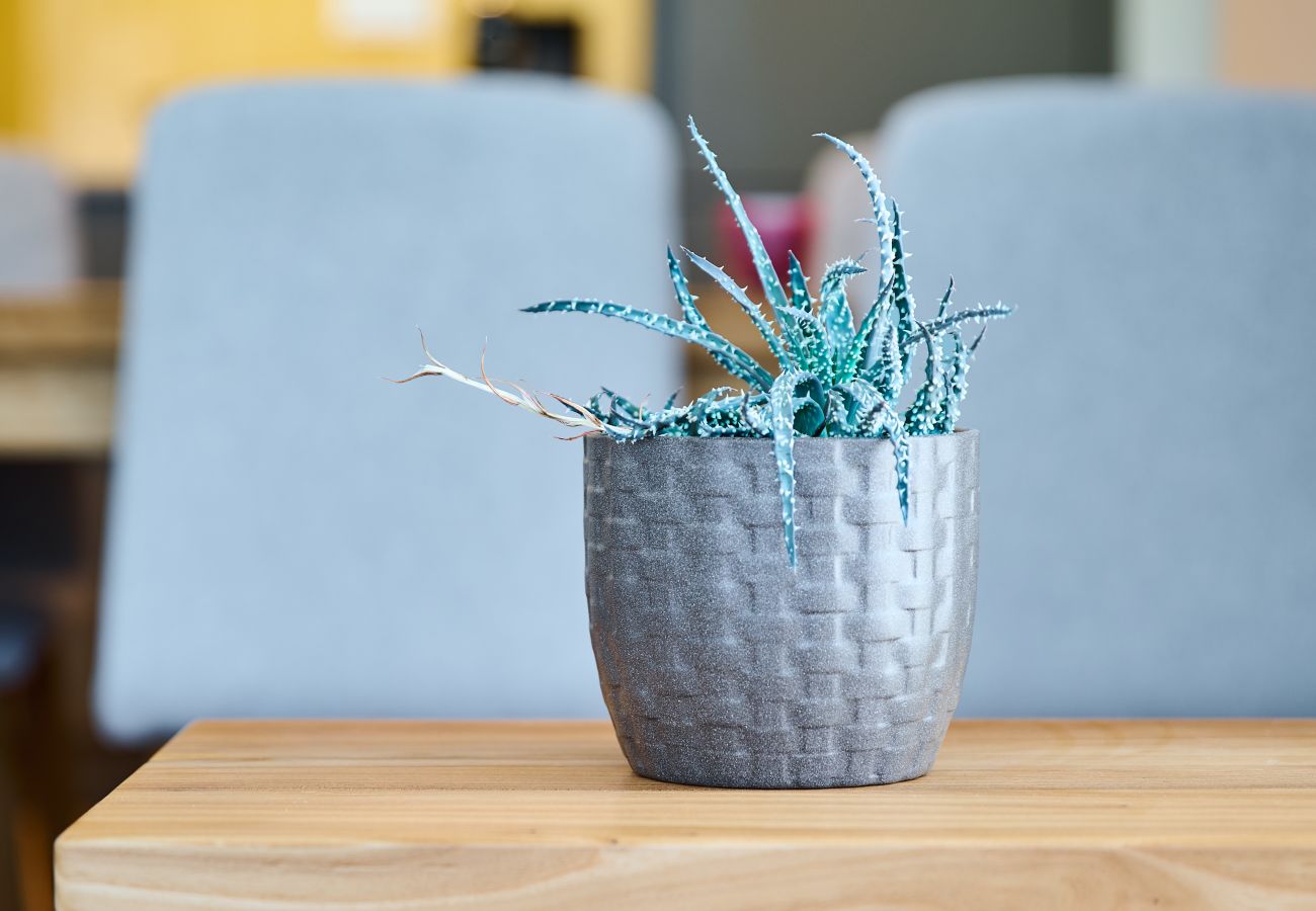 Apartment in Cerný Dul - KCB045