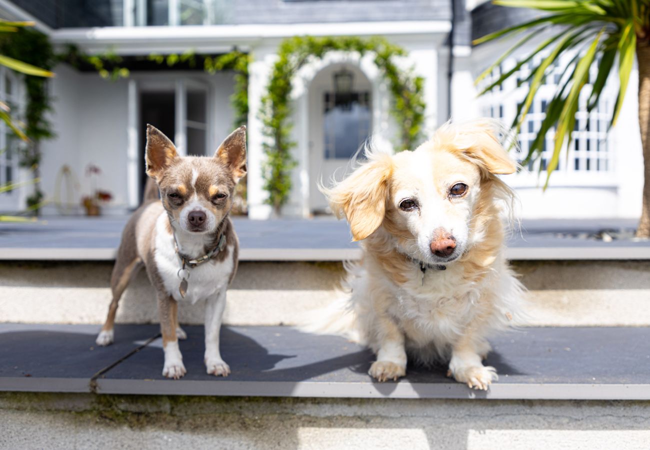 House in Haytor - Fox Hill House: quintessential country escape with modern twist