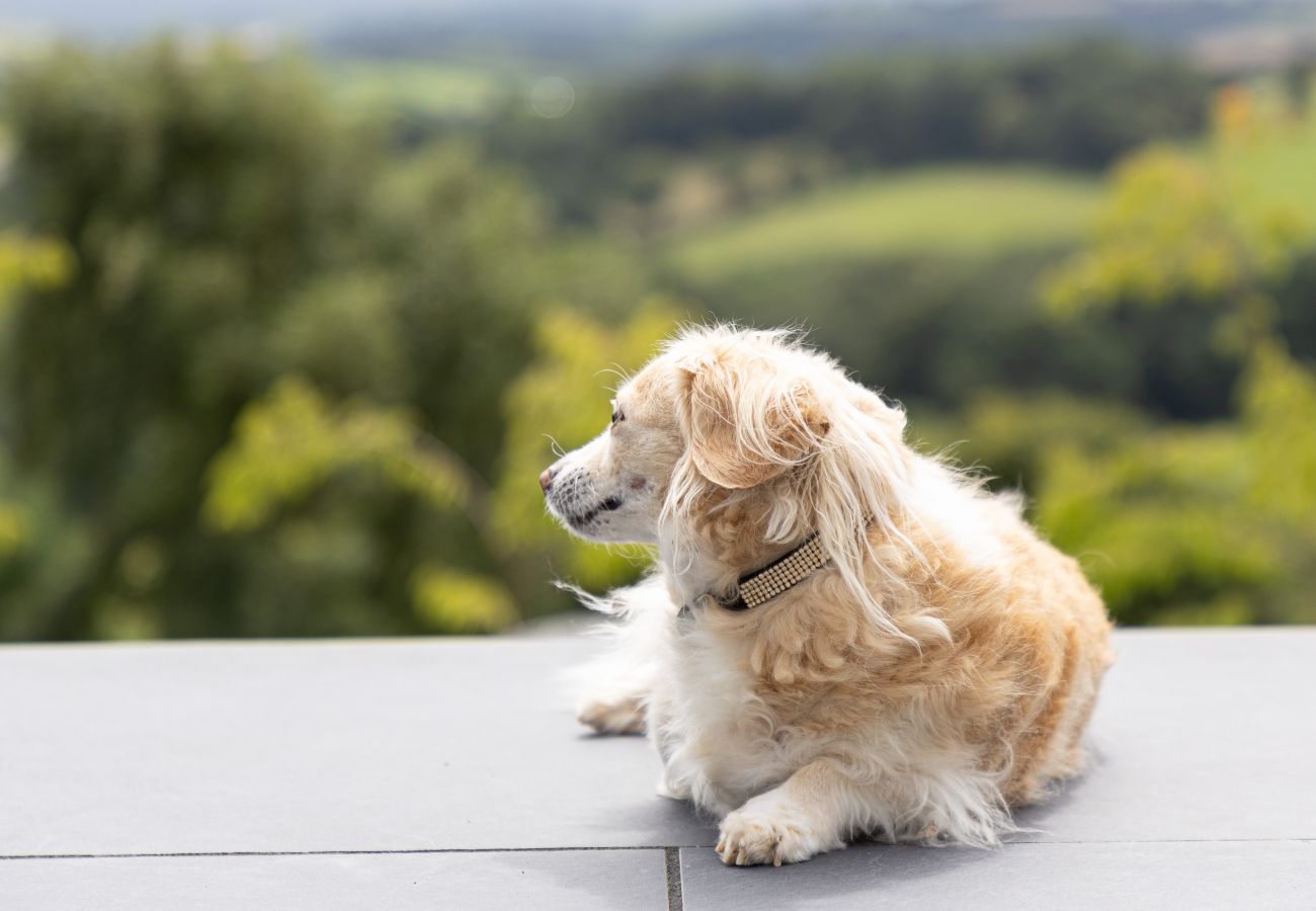 House in Haytor - Fox Hill House: quintessential country escape with modern twist